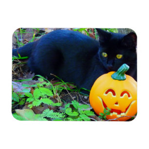 Black Cat Fall Photo Magnet