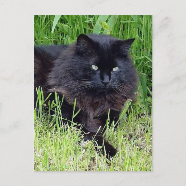 Black cat fluffy long hair feline regal proud postcard (Front)