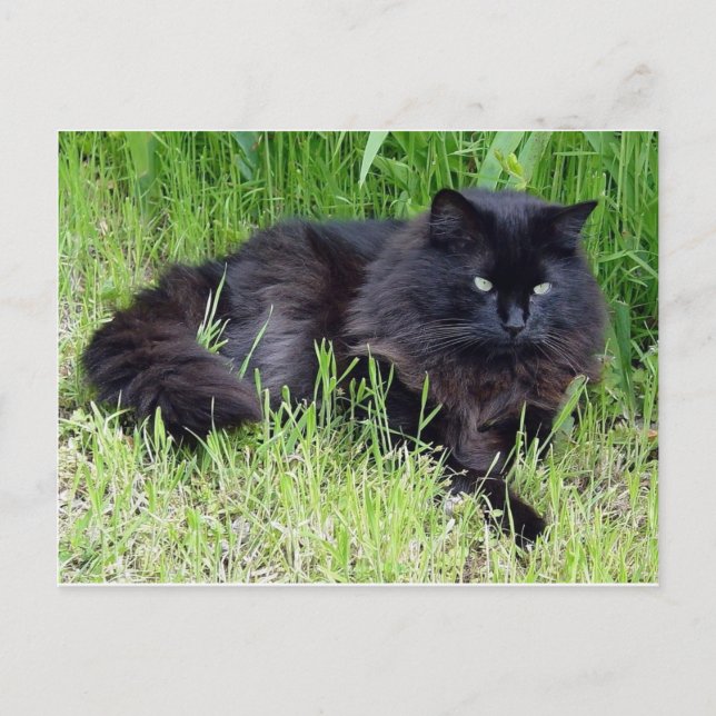 Black cat fluffy long hair feline regal proud postcard (Front)