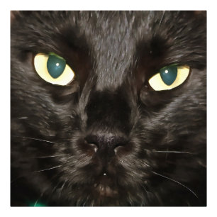 Black Cat Gorgeous Artistic Pet Portrait Photo Print