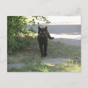 Black Cat in a Garden Postcard
