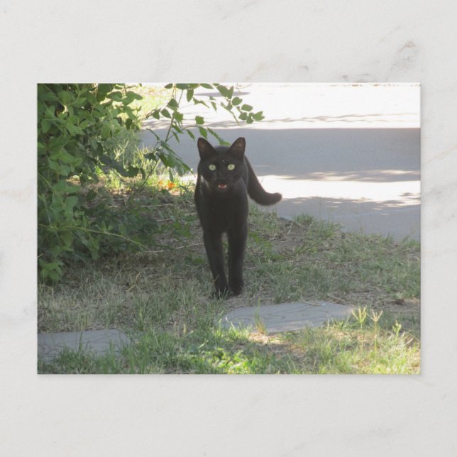 Black Cat in a Garden Postcard (Front)