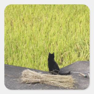 Black Cat in Rice Paddy Square Sticker