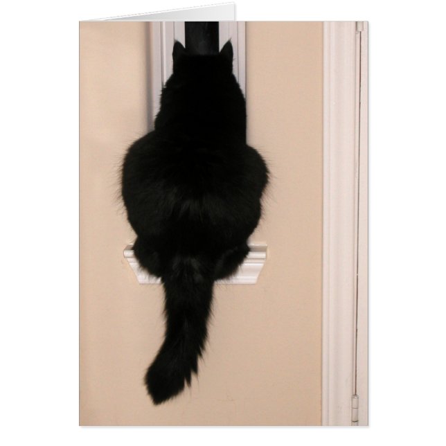 Black cat in skinny window (Front)