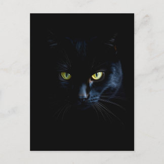 Black Cat in the black Night Postcard