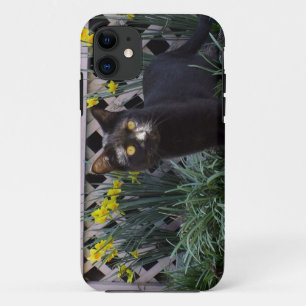 Black Cat In The Daffodils iPhone 5 Case
