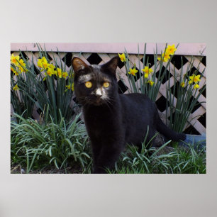Black Cat in the Daffodils Poster