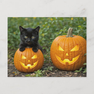 Black Cat Kitten with Jack O Lanterns Halloween Holiday Postcard