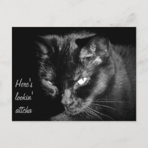 Black Cat Looking At You Postcard