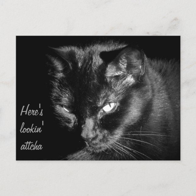 Black Cat Looking At You Postcard (Front)