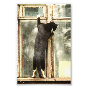 Black Cat Looking in Window Photo Print