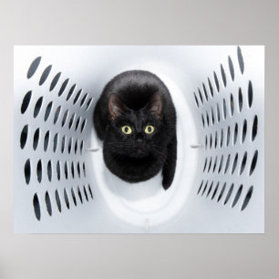 Black cat looking up from a white laundry hamper poster