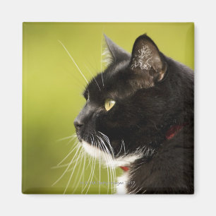 Black Cat Magnet