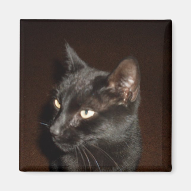 BLACK CAT magnet (Front)