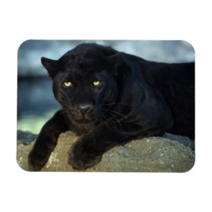 Black Cat Magnet