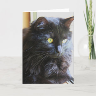Black Cat Note Card, blank inside Card
