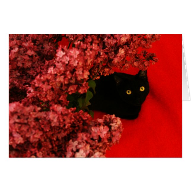 black cat on red (Front Horizontal)