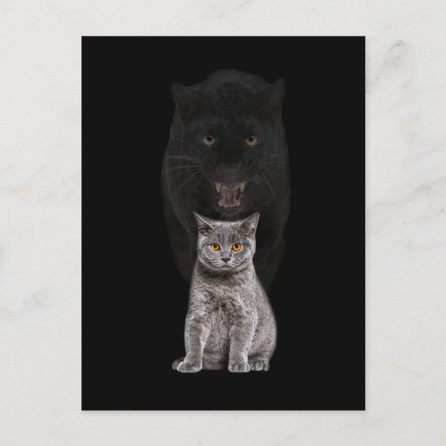 Black Cat Panther Animal Cute Evolution Postcard (Front)