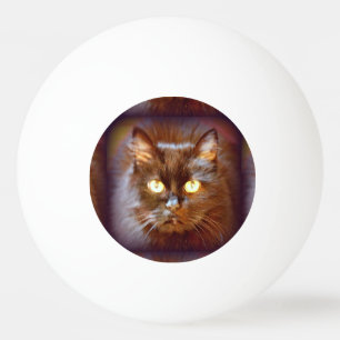 black cat ping pong ball