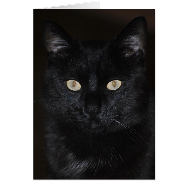 Black Cat Portrait (Front)