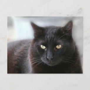 Black Cat Postcard