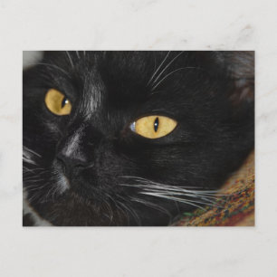 Black cat postcard