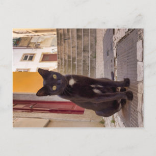 Black Cat Postcard