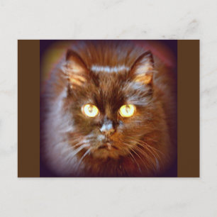 black cat postcard