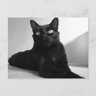 black cat postcard