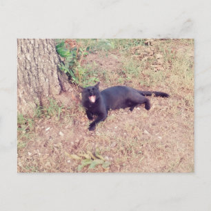 Black Cat Postcard