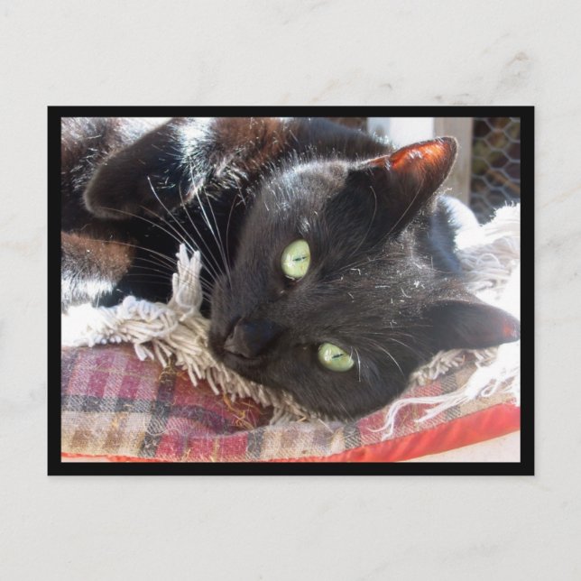 "Black Cat" postcard (Front)