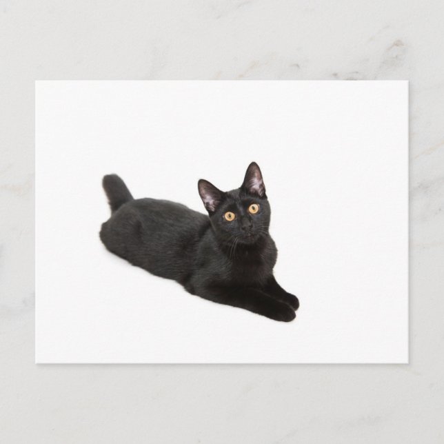Black cat postcard (Front)
