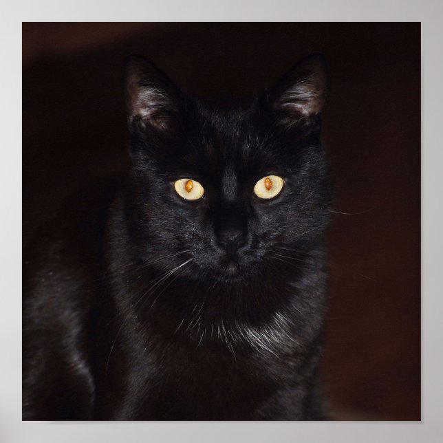 Black Cat Poster (Front)