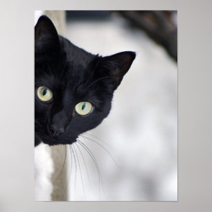 Black Cat print