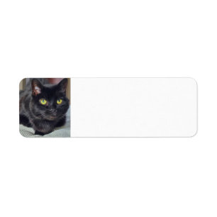 Black cat return address label