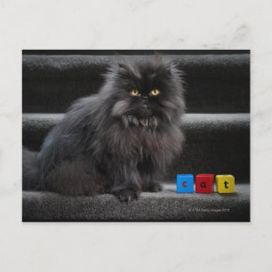 Black cat sitting on stairs by building blocks. postcard