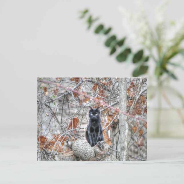 Black Cat Sitting Outdoors Postcard (Standing Front)
