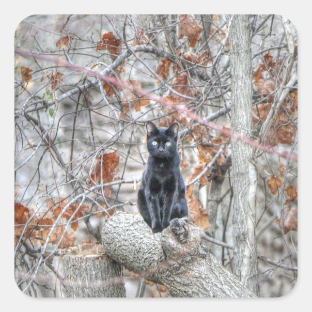 Black Cat Sitting Outdoors Square Sticker (Front)