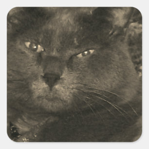 Black Cat Square Sticker