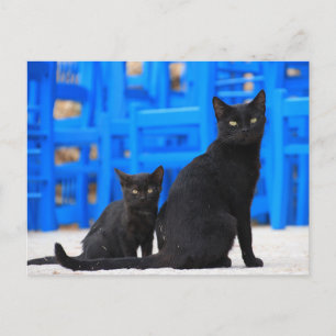 Black cat stray cat postcrossing postcard