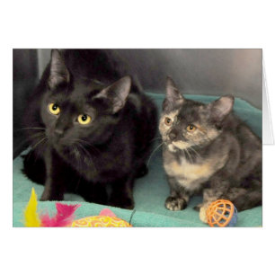 Black Cat/Tortoiseshell Kitten Greeting/Note Cards