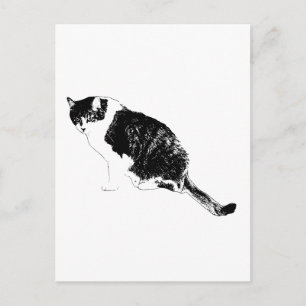 Black Cat Vector Invites Bold Seasonal Notes Postcard