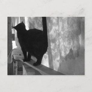 Black Cat Walks Away - postcard