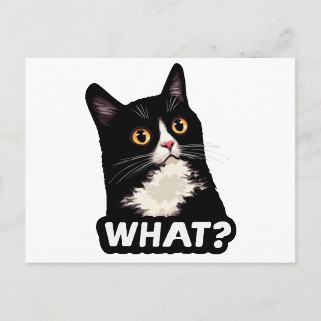 Black Cat What? Postcard (Front)