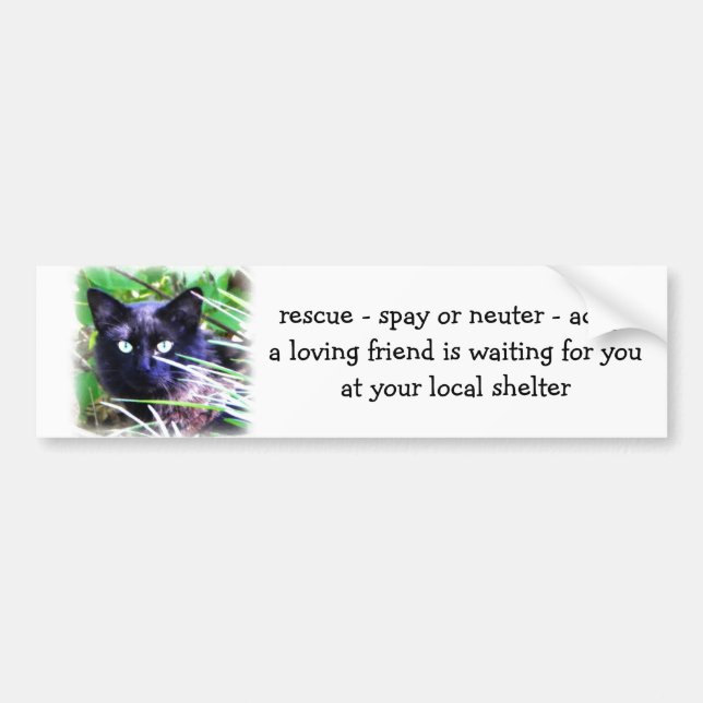 Black cat with striking green eyes bumper sticker (Front)