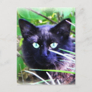 Black cat with striking green eyes postcard