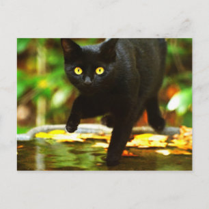 Black Cat With Striking Yellow Eyes Postcard