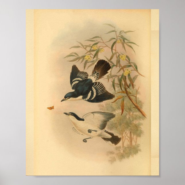 Black Caterpillar Catcher Bird Vintage Print (Front)