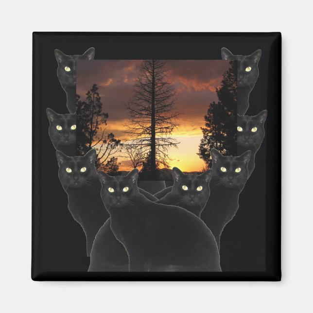 Black Cats and Sunset Magnets (Front)