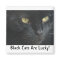 Black Cats Are Lucky! Magnet